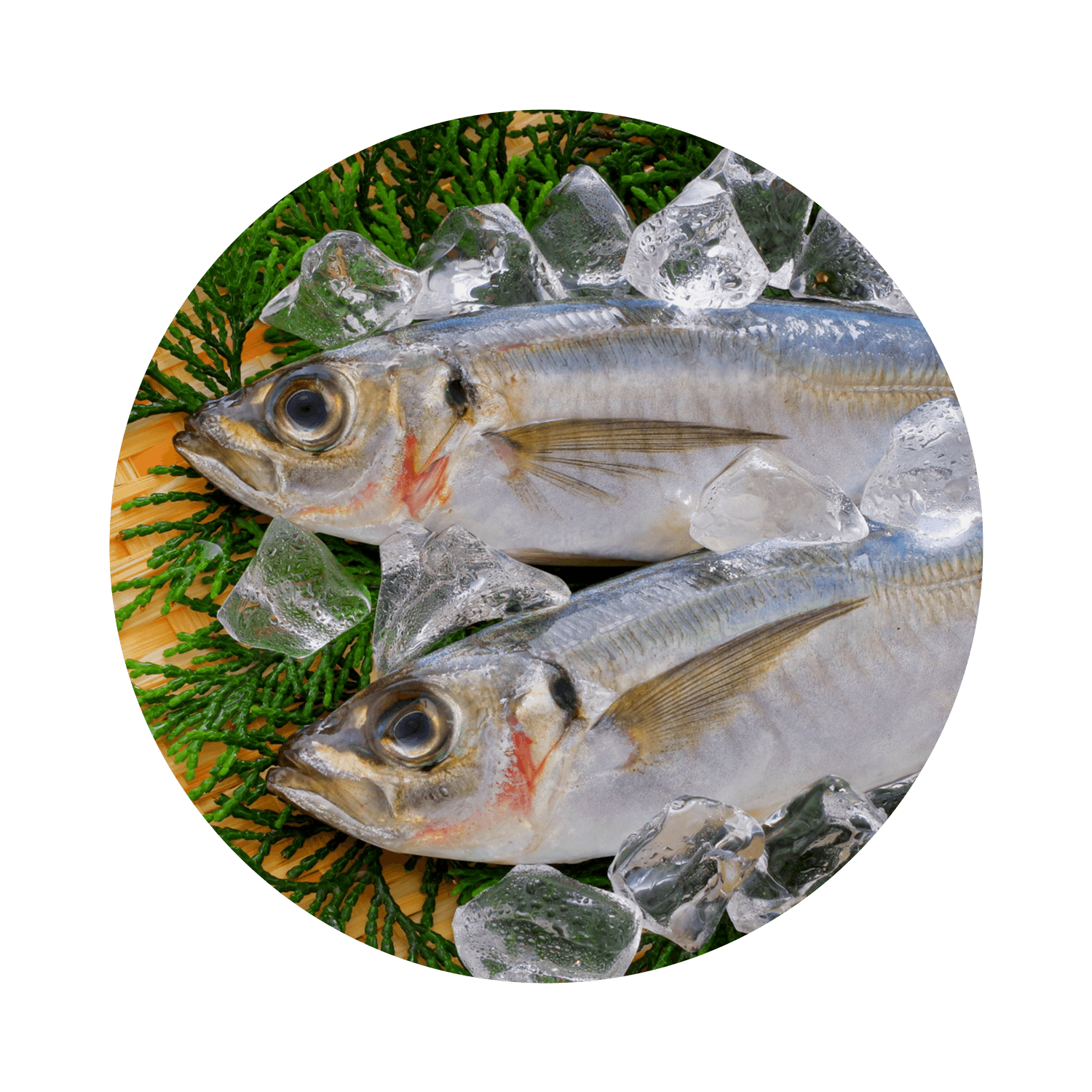 DHA・EPA含有魚油